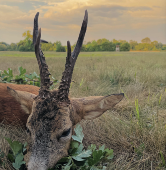 Blattjagd – Tipps und Tricks für die Jagd auf den roten Bock