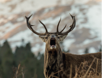Wald vor Wild in Schottland? Die Jagd in den Highlands
