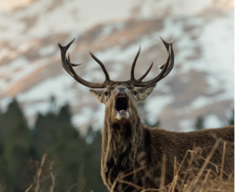 Wald vor Wild in Schottland? Die Jagd in den Highlands