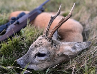 Blattzeit ist nicht gleich Rehbrunft!