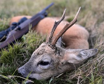 Blattzeit ist nicht gleich Rehbrunft!