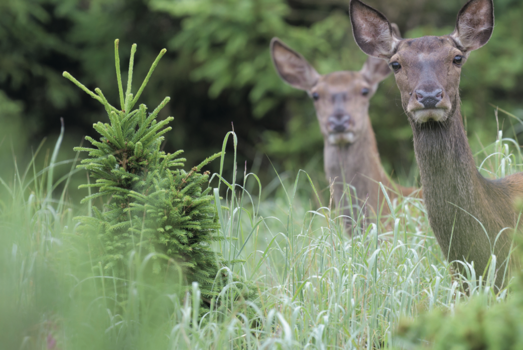 Bildschirmfoto 2025-07-10 um 12.42.13
