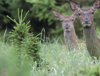 Umbau von Wald – Kalamitätskiller?