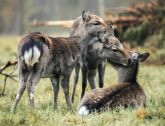 Sikawild: Zu den Ursprüngen und der Hege der besonderen Wildtiere