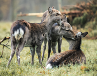 Sikawild: Zu den Ursprüngen und der Hege der besonderen Wildtiere