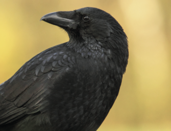 Krähenjagd – Wie die Jagd auf das Federwild erfolgreich ist