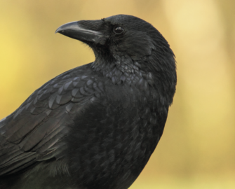 Krähenjagd – Wie die Jagd auf das Federwild erfolgreich ist