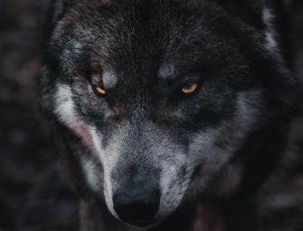 Wolf in Sachsen-Anhalt darf geschossen werden – unter diesen Voraussetzungen!