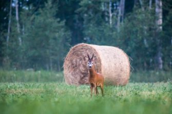 Rehbockjagd Juli – Welche Böcke sollte man erlegen?