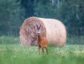 Rehbockjagd Juli – Welche Böcke sollte man erlegen?
