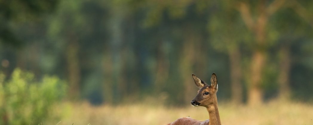 Rosen vor Rehen schützen: Die besten Tipps für den Garten