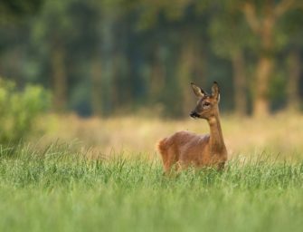 Rosen vor Rehen schützen: Tipps für den eigenen Garten