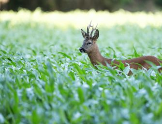 Jagdverband fordert Umdenken: Weniger Rehwild schießen?