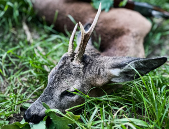 Blatter: Das richtige Lockinstrument für Rehböcke