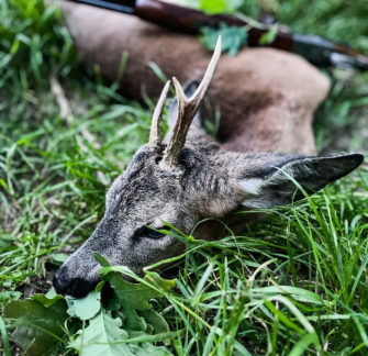Blatter: Das richtige Lockinstrument für Rehböcke