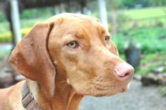 Ungarischen Jagdhund holen? Magyar Vizsla Steckbrief