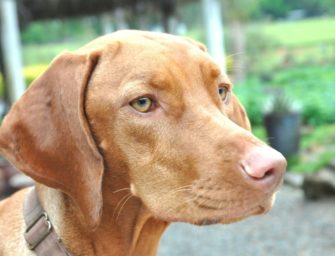 Ungarischen Jagdhund holen? Magyar Vizsla Steckbrief