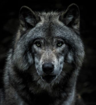 Wolf: Angriff auf Tiere von Gnadenhof in Uelzen