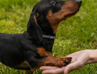 Dackel: Jagdhund made in Germany! Alle Infos zum Teckel