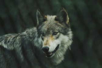 Wolf erschossen statt überfahren: Labor deckt Wilderei auf
