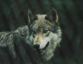 Wolf erschossen statt überfahren: Labor deckt Wilderei auf