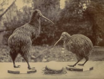 Kiwi in freier Wildbahn entdeckt: Sichtung des ausgestorbenen Tiers in Neuseeland!
