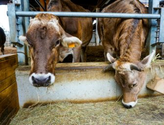 Waffe in Futtertrog: Landwirt kriegt Waffenbesitzkarte nicht zurück