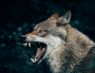 Wolf greift Kind an: Kleiner Junge wird in den Wald gezerrt!