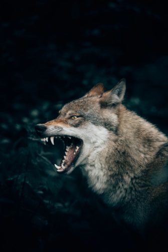 Wolf greift Kind an: Kleiner Junge wird in den Wald gezerrt!