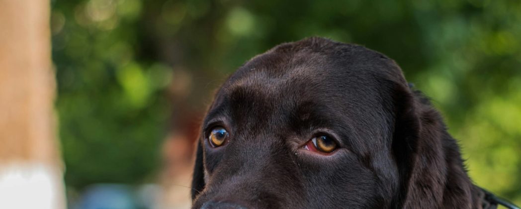 Hund im Sommer? Wie man dem Jagdhund bei Hitze helfen kann
