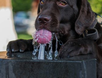 Hund im Sommer? Wie man dem Jagdhund bei Hitze helfen kann