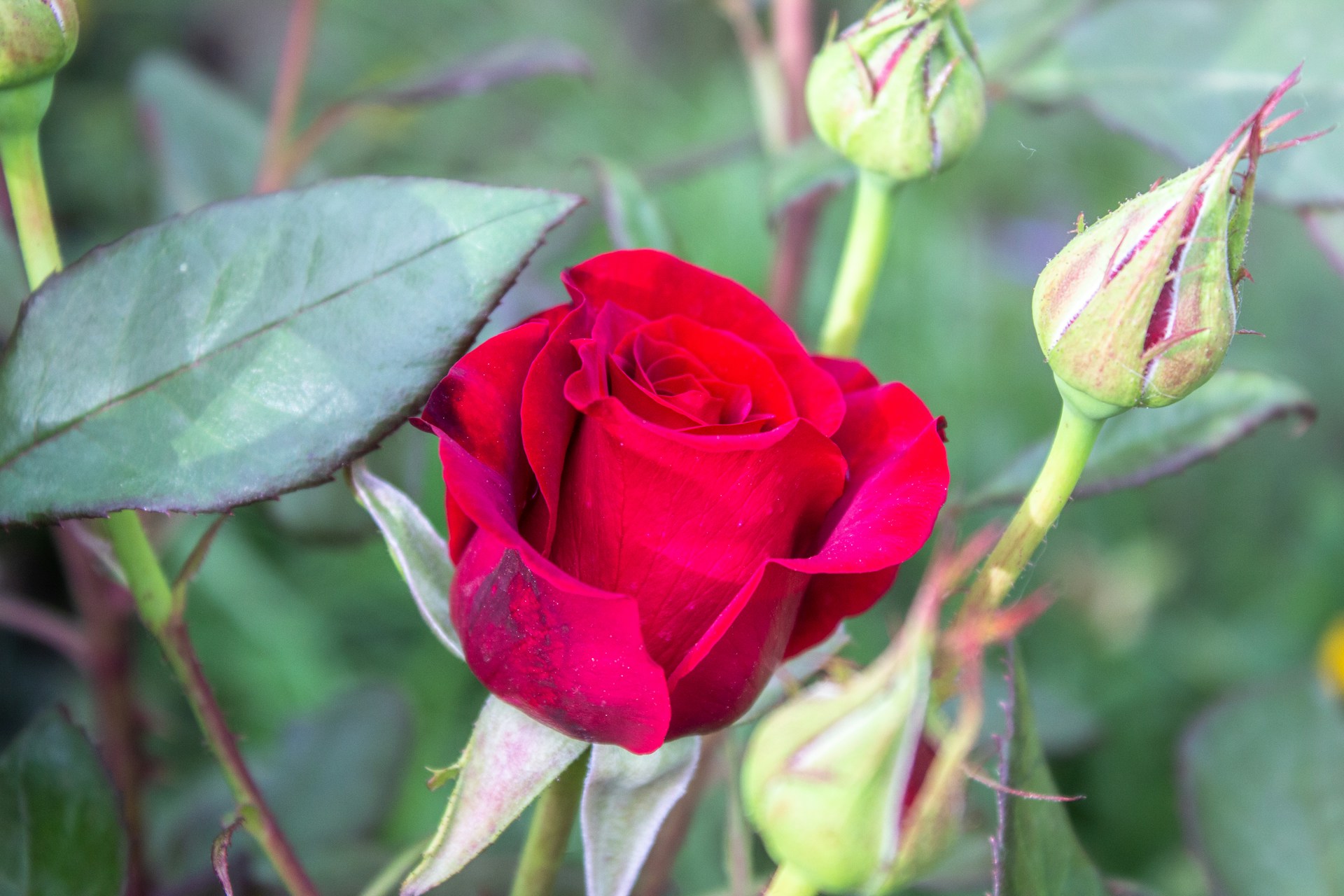 Eine einzelne Rose am Strauch