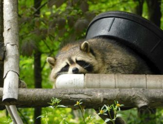 Waschbär soll stärker bejagt werden: Appell aus der Forschung!
