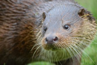 Fischotter: Abschuss in Bayern doch verboten