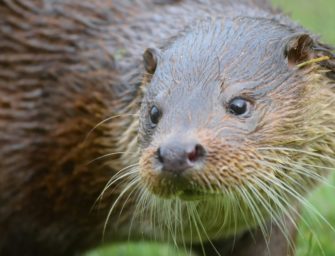 Fischotter: Abschuss in Bayern doch verboten