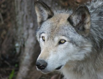 Wolf bei Unfall verendet: Kadaver des Welpen verschwunden