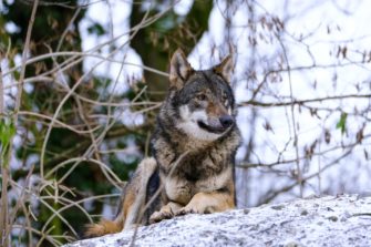 Wolf immer häufiger Opfer von Wilderei: Diskussionen um Umgang mit dem Raubtier