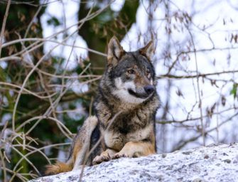 Wolf immer häufiger Opfer von Wilderei: Diskussionen um Umgang mit dem Raubtier