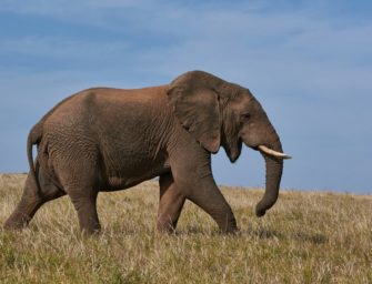 Wilderei statt Artenschutz? DJV kritisiert Handelsverbote