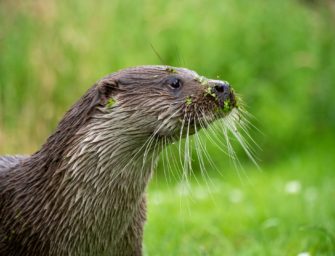 Fischotter in Bayern: Abschuss steht auf der Kippe