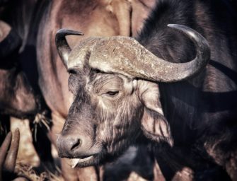 Büffel tötet US-Millionär bei Jagd in Südafrika