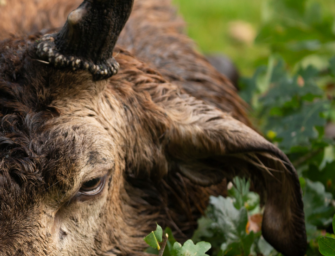 Hirsch-Legenden: Außergewöhnliches Rotwild mit Schlappohr