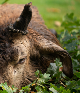 Hirsch-Legenden: Außergewöhnliches Rotwild mit Schlappohr