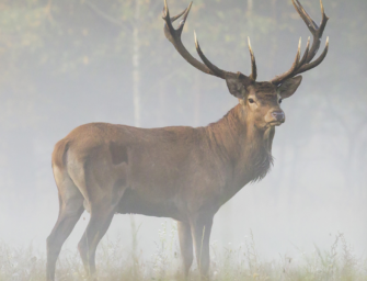 Feisthirsch-Jagd: Wie bejagt man Rotwild vor der Brunft?