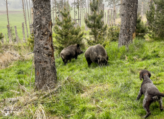 Saugatter in Deutschland: Üben für den Ernstfall
