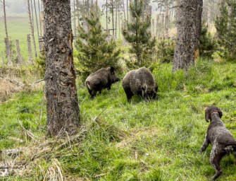 Saugatter in Deutschland: Üben für den Ernstfall