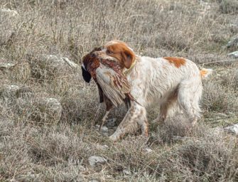 Französischer Jagdhund: Der perfekte Partner im Revier?
