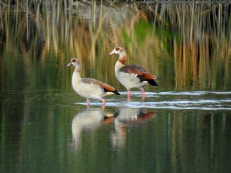 Nilgans-Plage Baden-Württemberg: Minister besucht Management