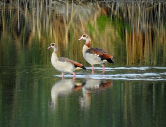 Nilgans-Plage Baden-Württemberg: Minister besucht Management