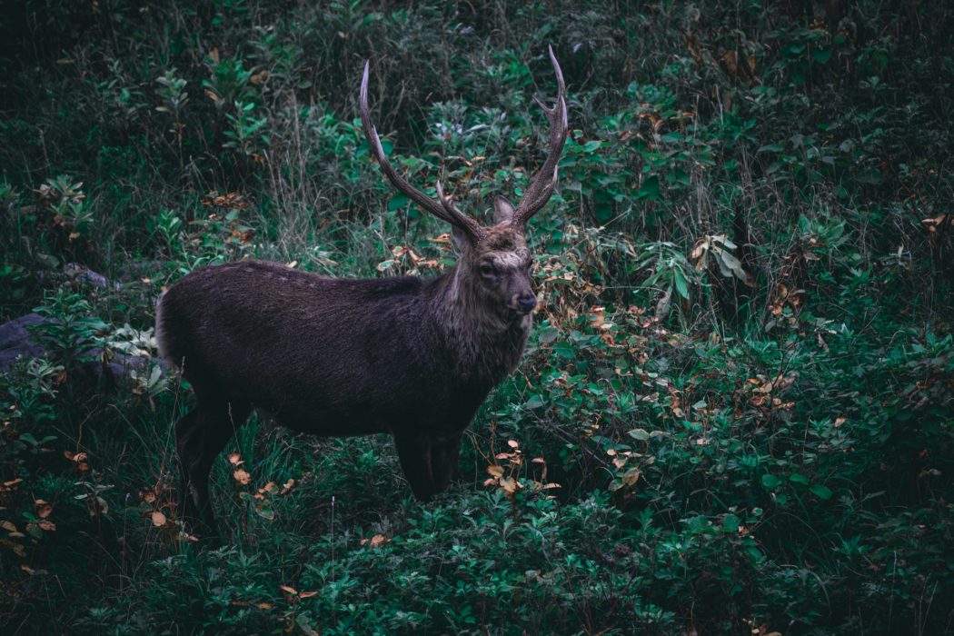 pen_ash-XXVhzyYm-d4-unsplash